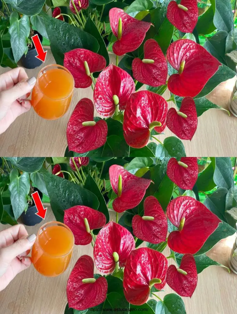 Solo un bicchiere di succo di carota al mese, i fiori sbocciano tutto l’anno