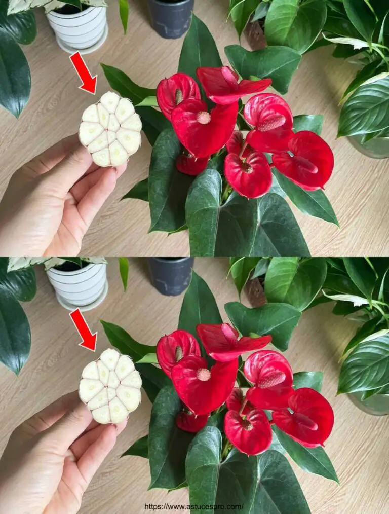 Con solo 1 garofano di aglio, l’Anthurium è sano e fiorisce con una moltitudine di fiori magici.