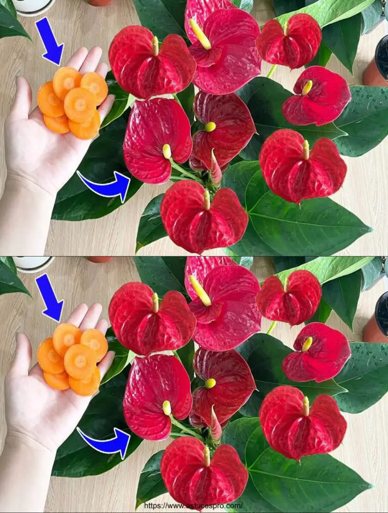 Il segreto magico per fare in fretta il tuo fiore di Anthurium