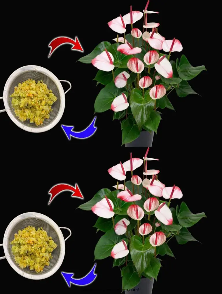 Solo questo miscuglio fa fiorire immediatamente l’Anthurium con molti bei fiori