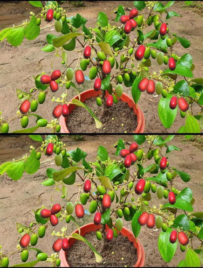 Come diffondere rapidamente le piante di Jujube con le mele terrestri per la crescita rapida delle piante