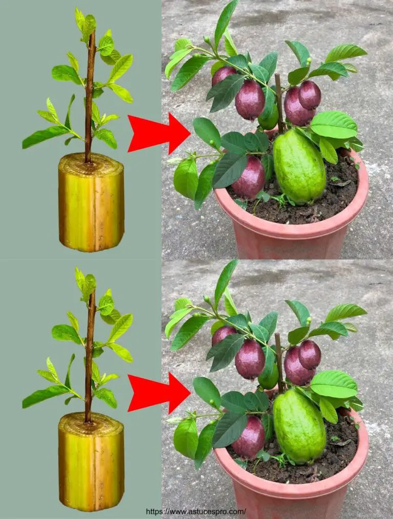 Usare le banane per diffondere rapidamente i goyaviers e raccogliere frutta