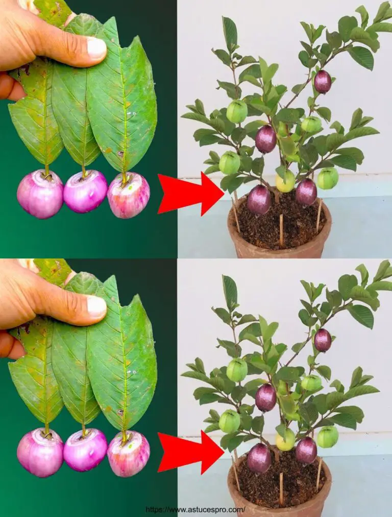 Tecnica creativa per coltivare guava usando foglie con un tasso di successo del 100%