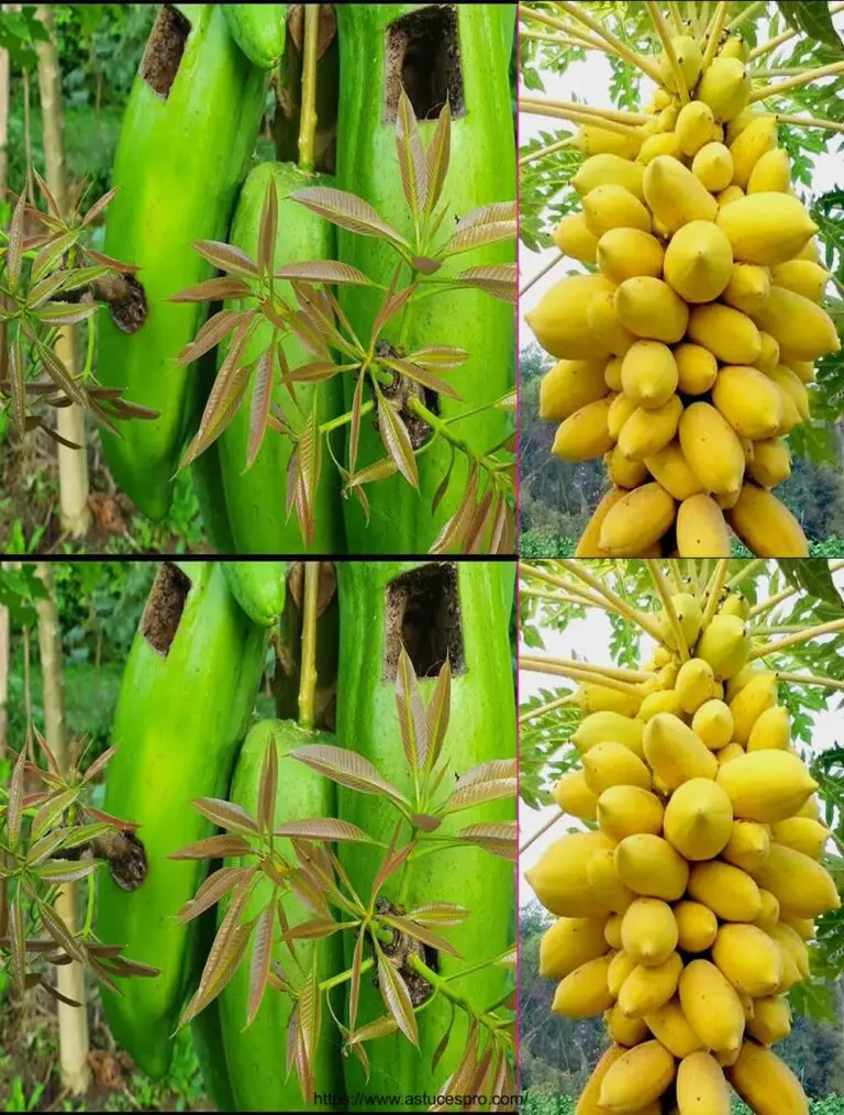 Il miglior metodo di innesto di mango usando l’aloe vera nella frutta della papaya