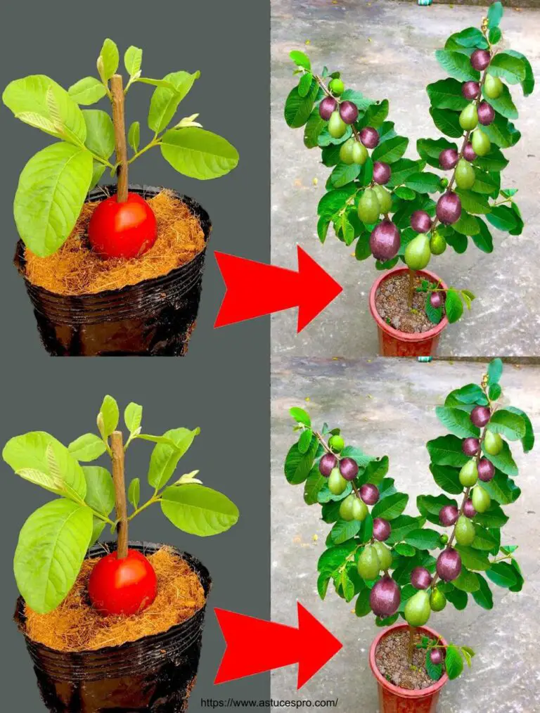 Tecniche di piantagione di pomodori: errori da evitare