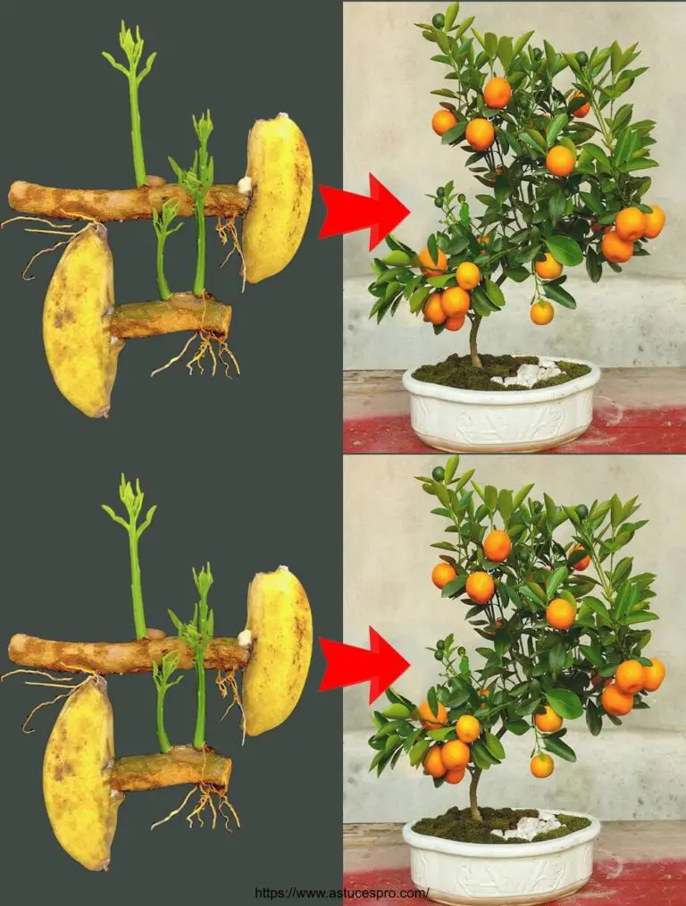 Usare le banane per promuovere la radicatura e la germinazione degli alberi di pompelmo con un tasso di successo del 100%