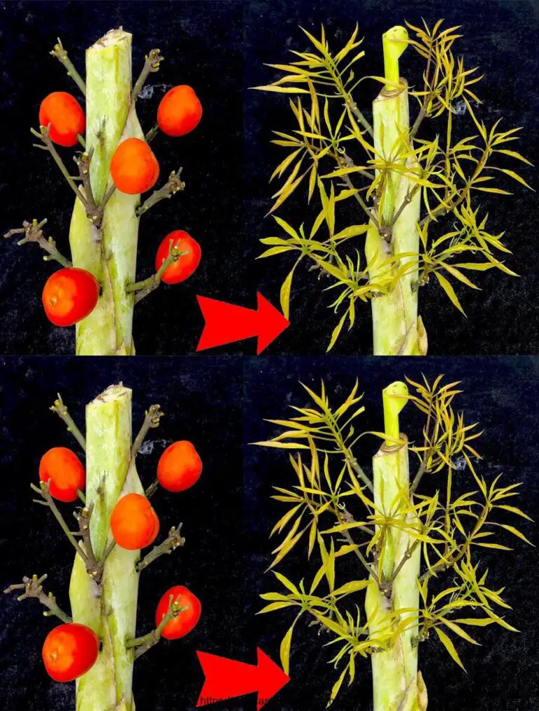 La tecnica dell’innesto di rami di mango sugli alberi di banana favorisce la rapida crescita dei rami