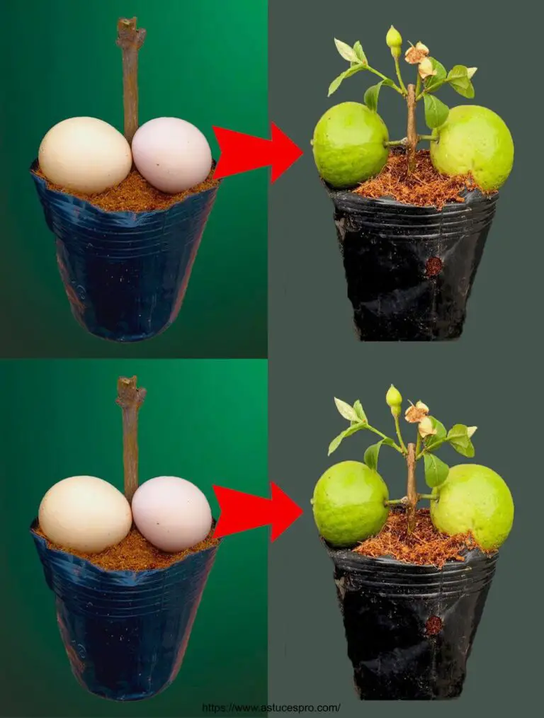 Il miglior metodo per coltivare rapidamente alberi di guava e produrre frutta