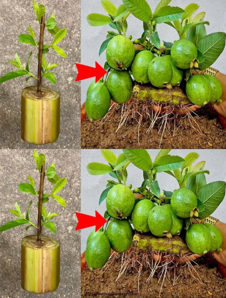 Come far crescere la guava innestata su un albero di banana per ottenere frutta alla velocità dei fulmini
