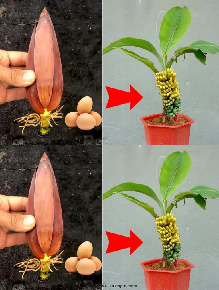 Come coltivare banane da fiori di banana per principianti