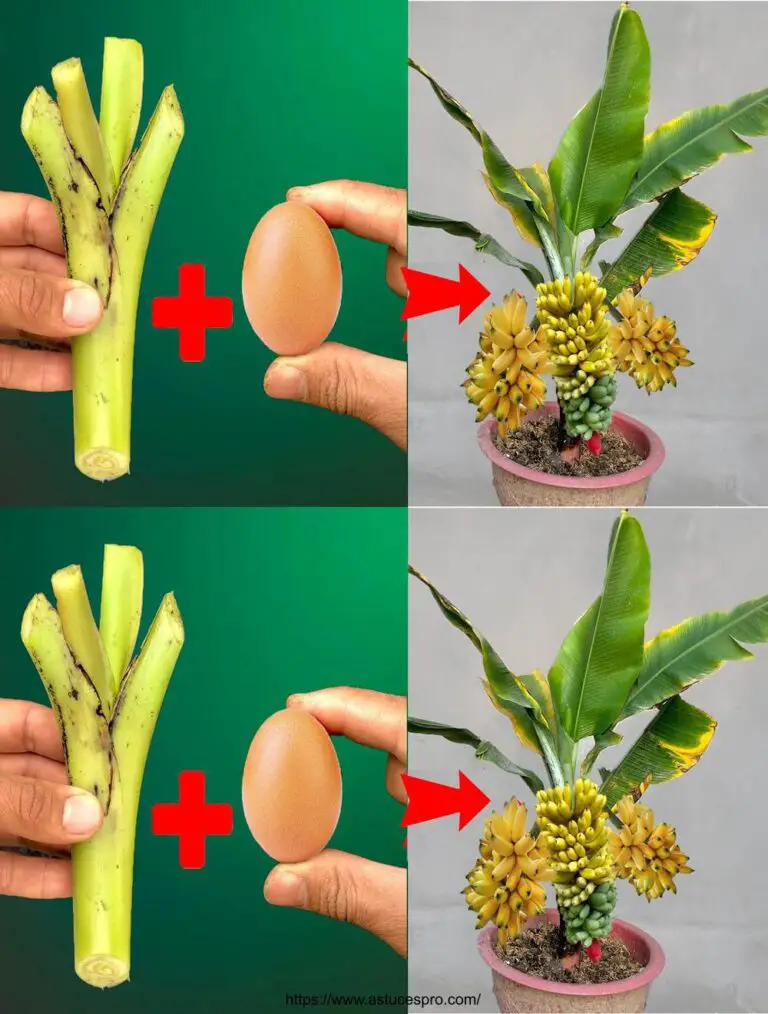 L’ultima tecnica unica per coltivare banane dai loro picchi