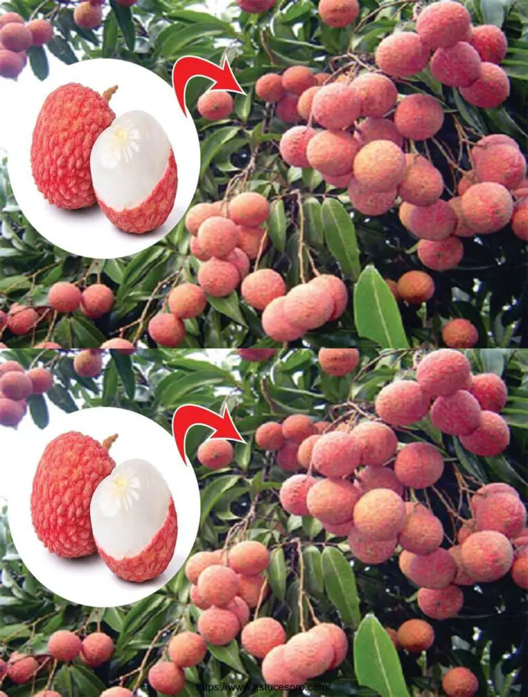 Consigli per coltivare succoso e gustoso litchi, è un segreto ben noto