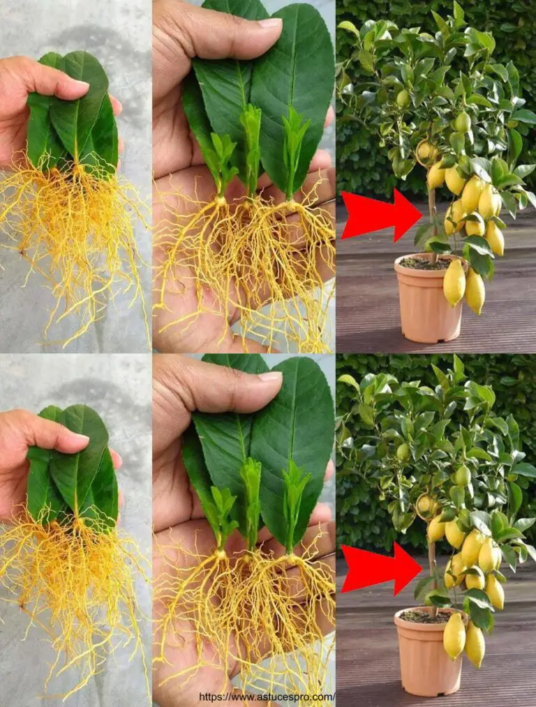 Suggerimento di coltivare limoni con le foglie: ottenere rapidamente un raccolto abbondante