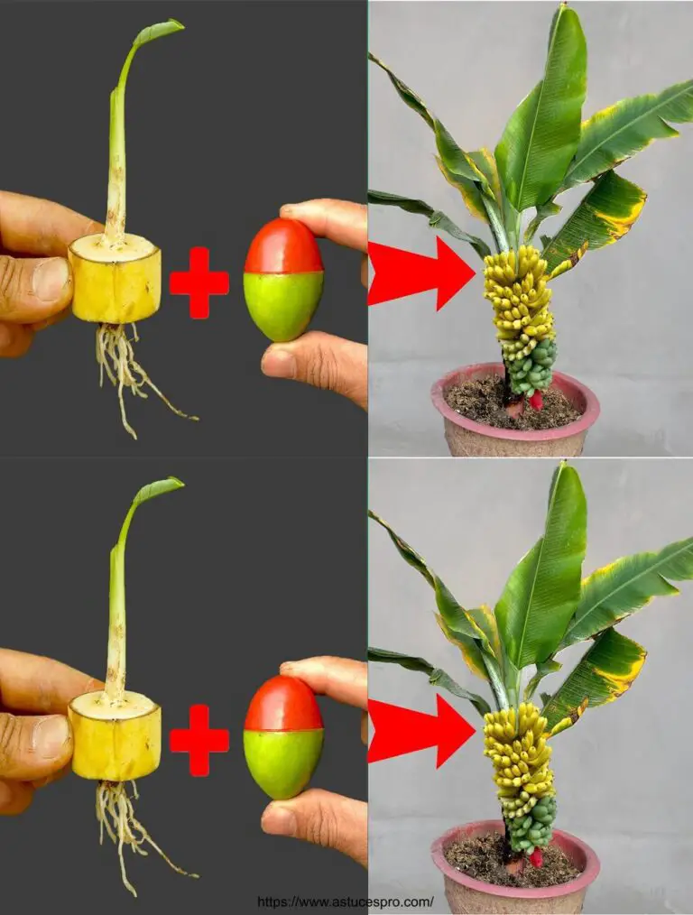 Sungendo dalla tecnica di coltivare un albero di banana da un frutto di banana