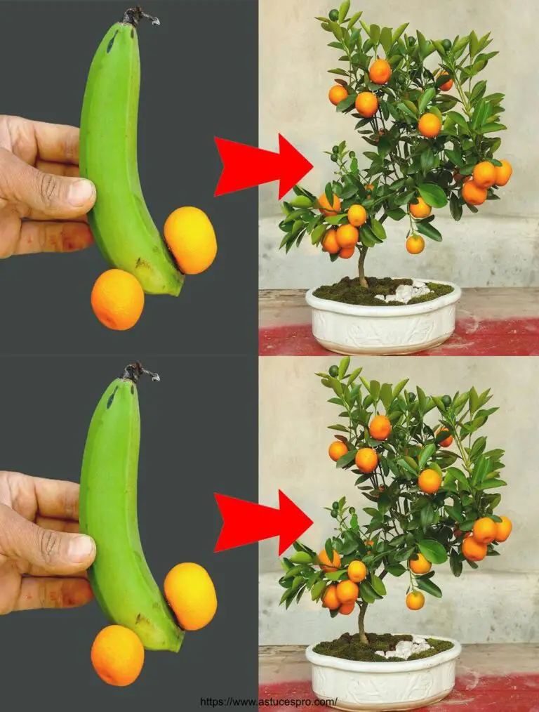 Il miglior metodo per piantare aranci con alberi di banana per ottenere molti frutti d’albero