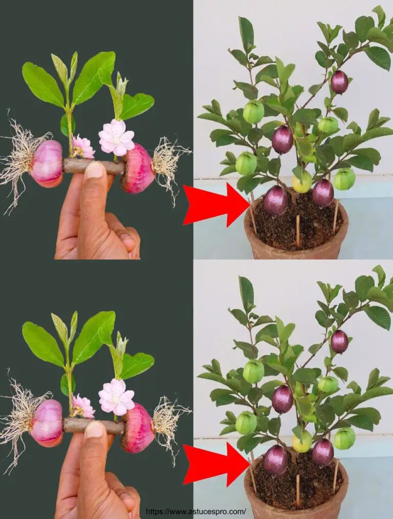 Tecnica di associazione di guava con cipolla viola per alberi da frutto unici