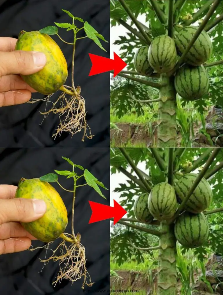 Tecnica di coltivazione del papaya per i nuovi alberi di papaya