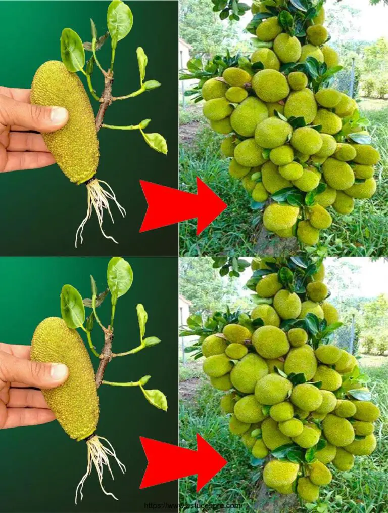 Il metodo migliore per far crescere rapidamente la superfrutta del jacquier