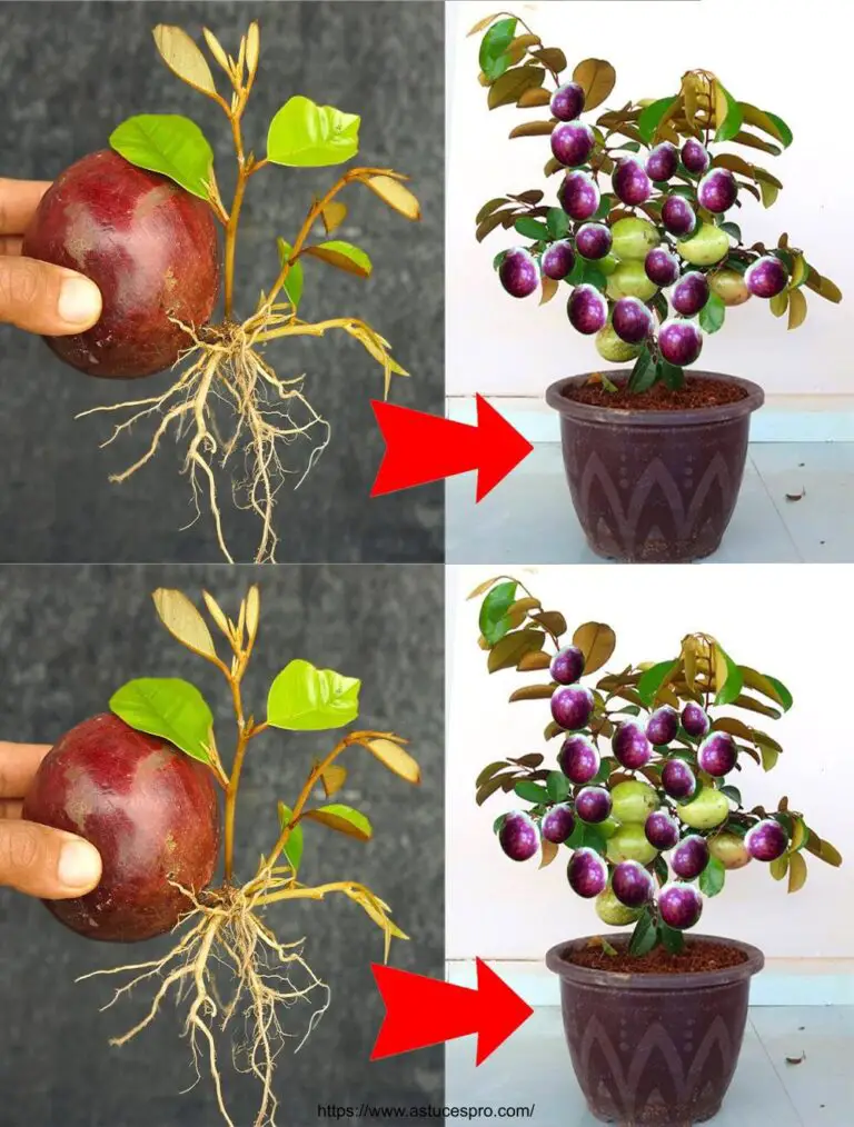 La migliore tecnica per coltivare un albero di carmbole dalla frutta, con un segreto per molte colture!