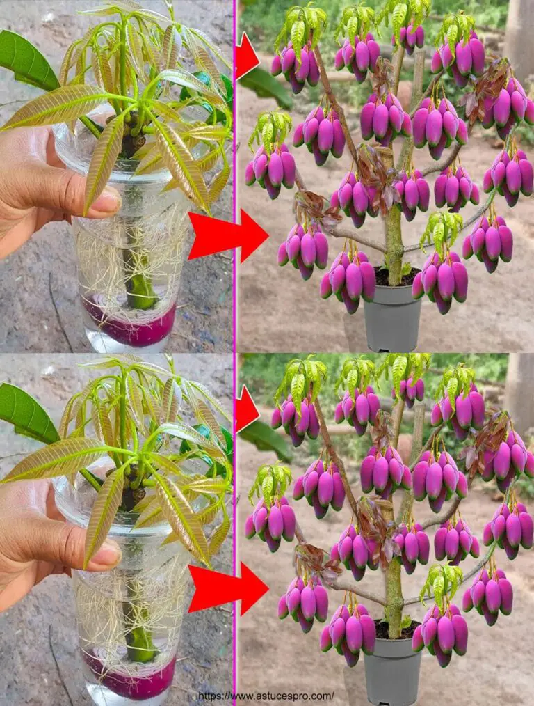 Sorpreso dai risultati della crescita di mango viola in un bicchiere d’acqua per una crescita ultraveloce.