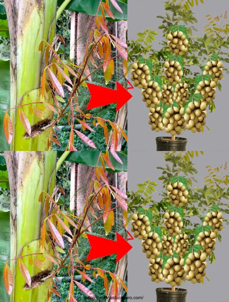 Albero longano che cresce dalla banana e produce frutta rapidamente