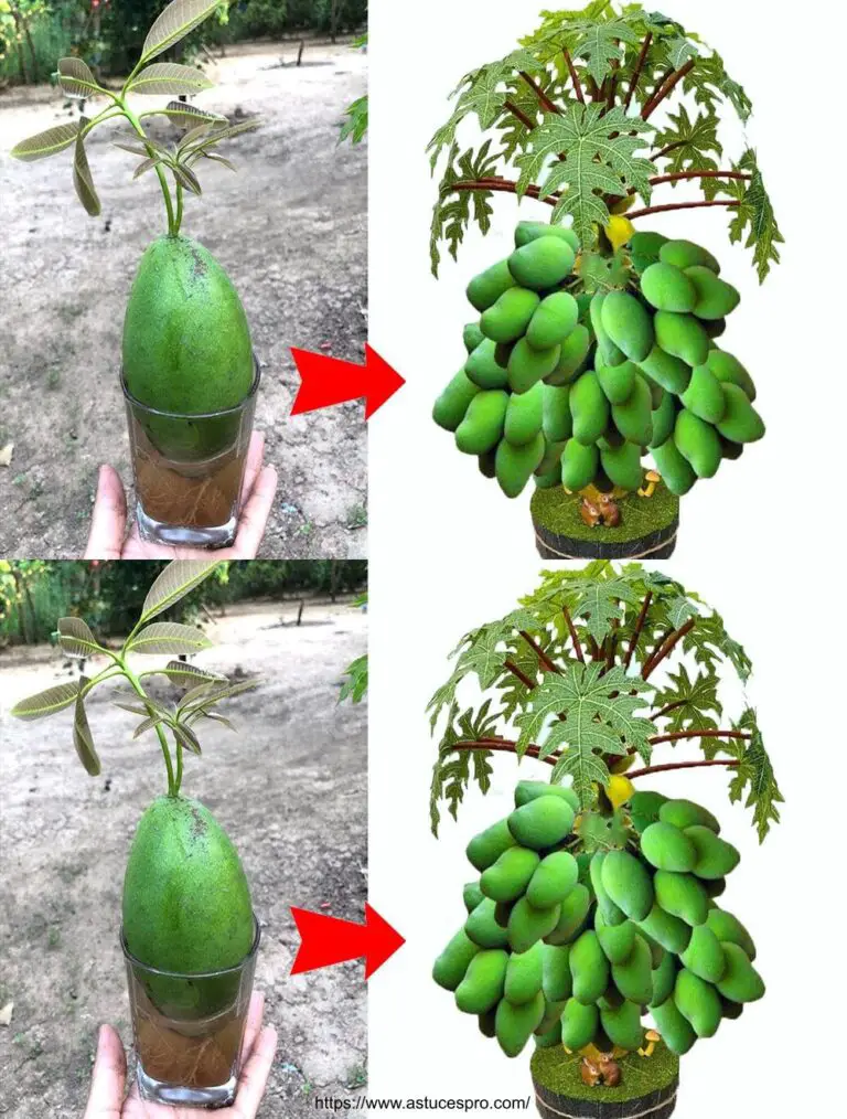 Tecnica unica di trapianto di mango sulla papaya per ottenere un superfrutto