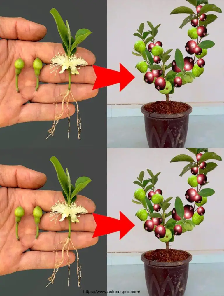 La migliore tecnica unica per coltivare goyavieri rossi dai fiori di guava.