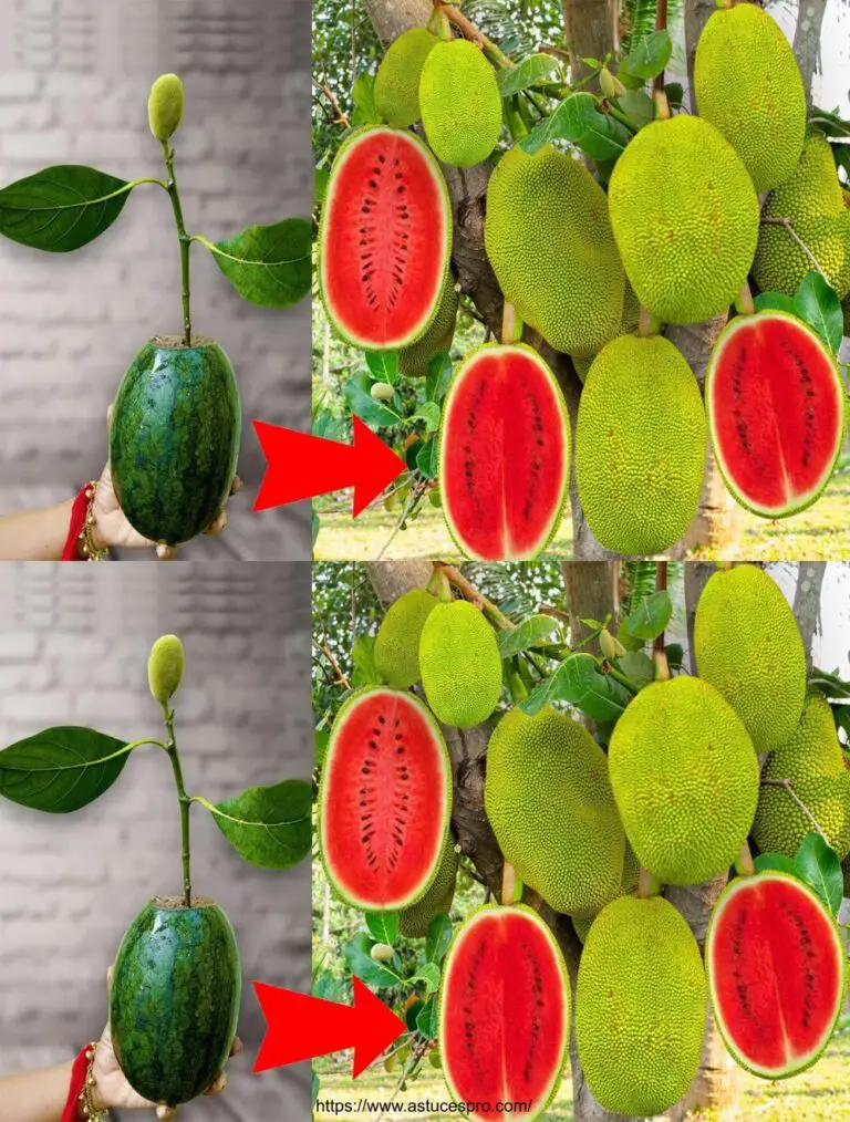 Tecnica speciale di trapianto di jacquier per frutta incredibilmente deliziosa