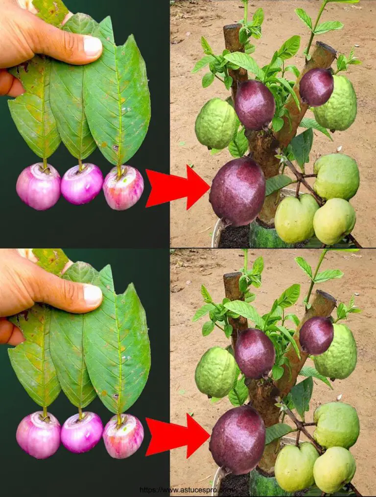 Tecnica di innesto di Guava con cipolla viola per la frutta a due colori