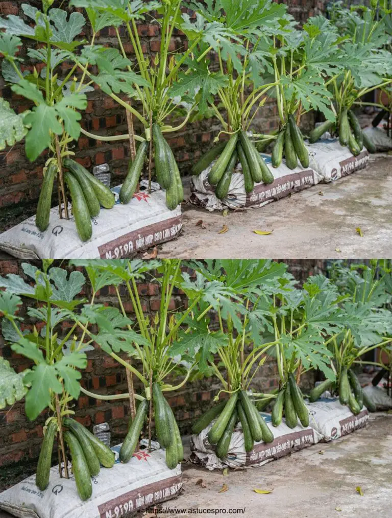 Fatelo a modo mio e avrete piante di zucchine cariche di frutta come queste.