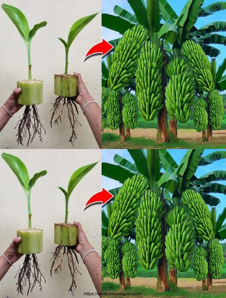 Tecnica di coltivazione della banana da un tronco d’albero super unico che dà enormi frutti