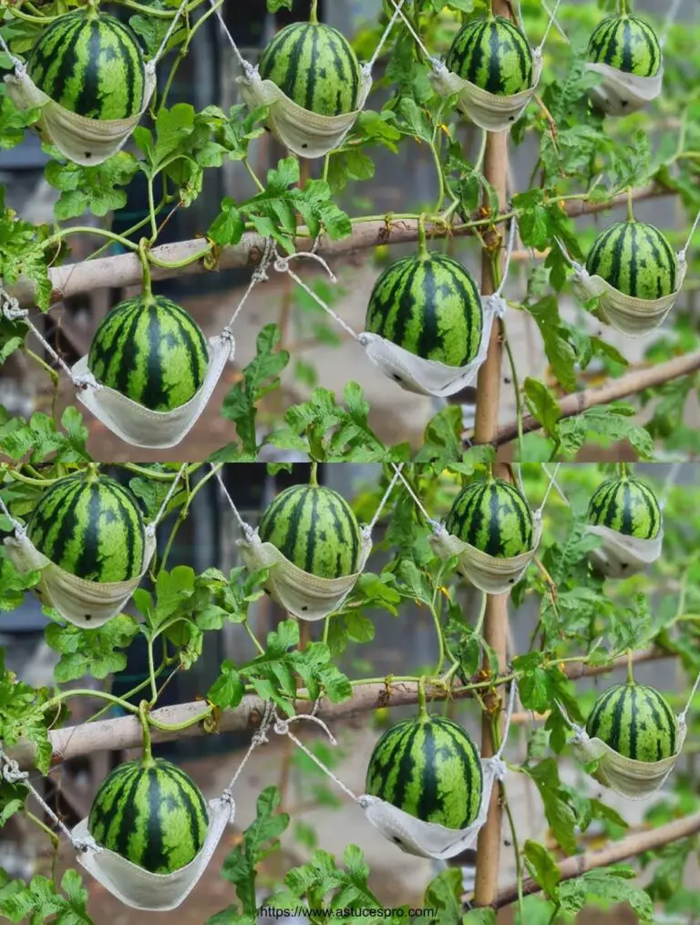 Coltivare le angurie con lo zucchero dà grandi e belle angurie