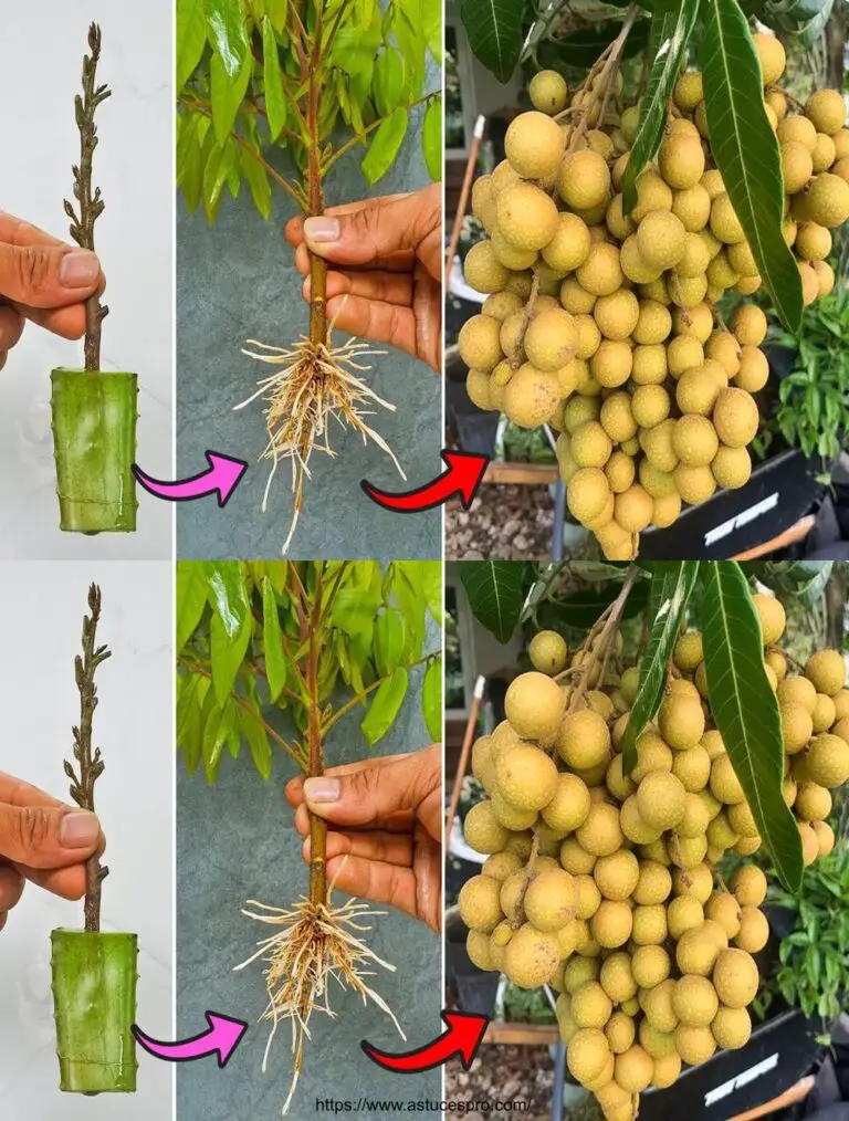 Una tecnica all’avanguardia per crescere rapidamente: un albero che cresce velocemente e produce frutta