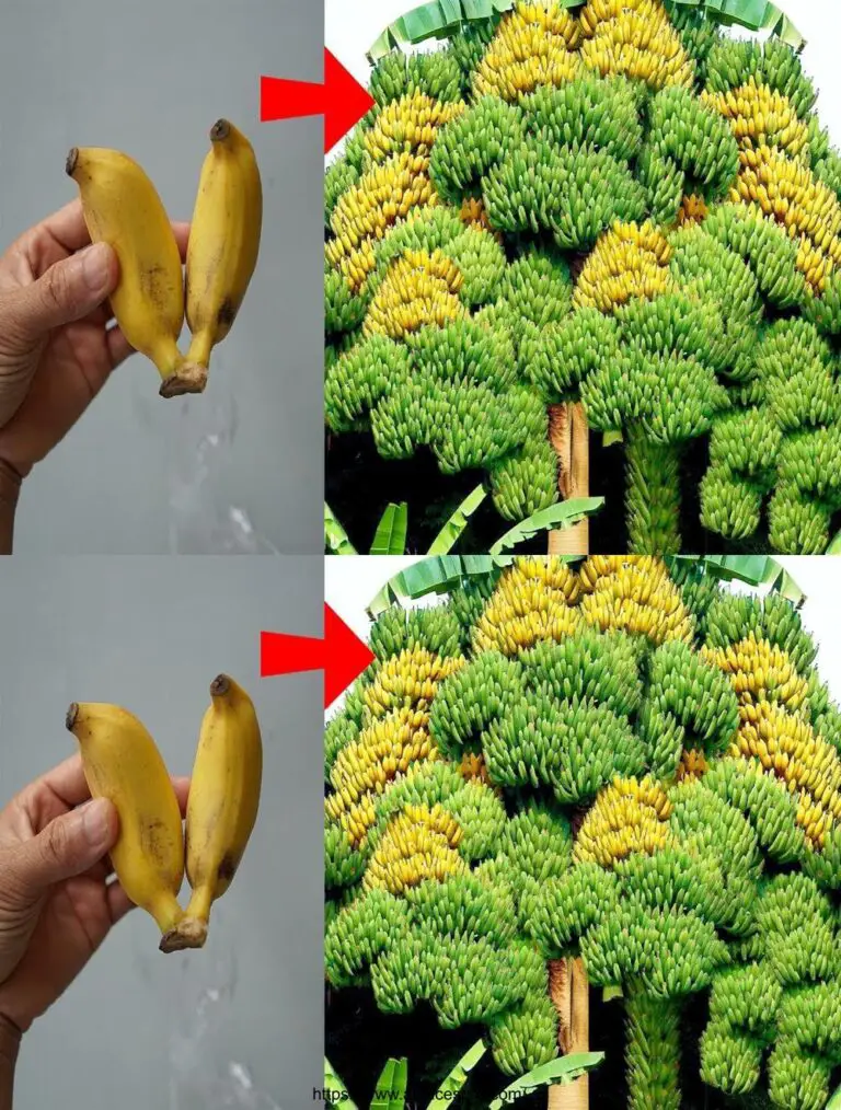 Il metodo per coltivare rapidamente banane con frutta e radici.