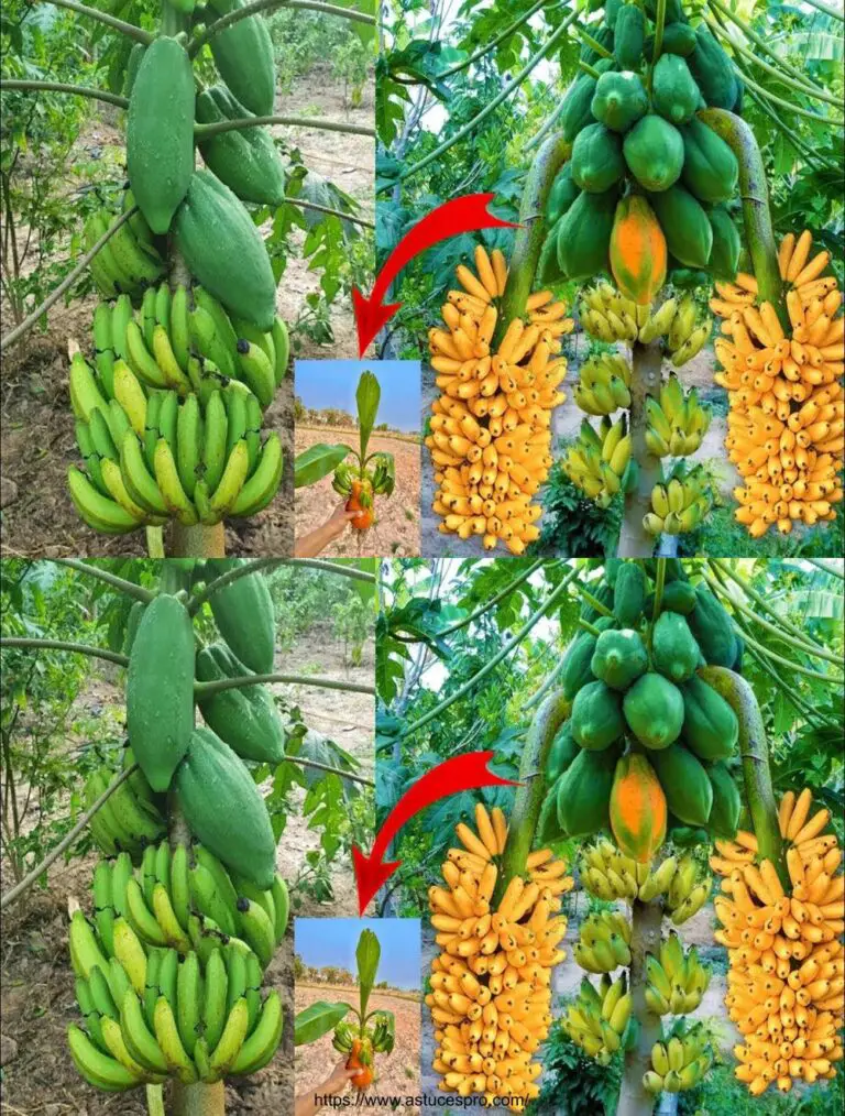 Sono rimasta sorpresa di diffondere le piante di banane in questo modo, e voi?