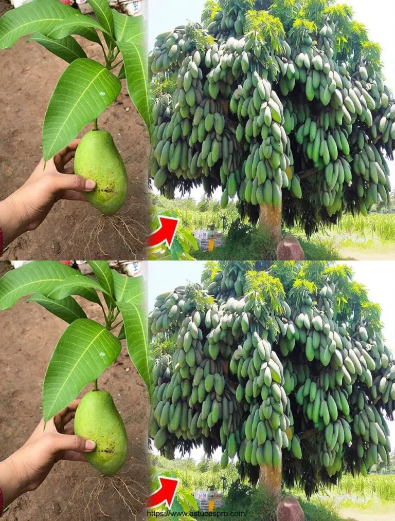 Coltivare alberi di mango con pomodori per una crescita rapida e sorprendente