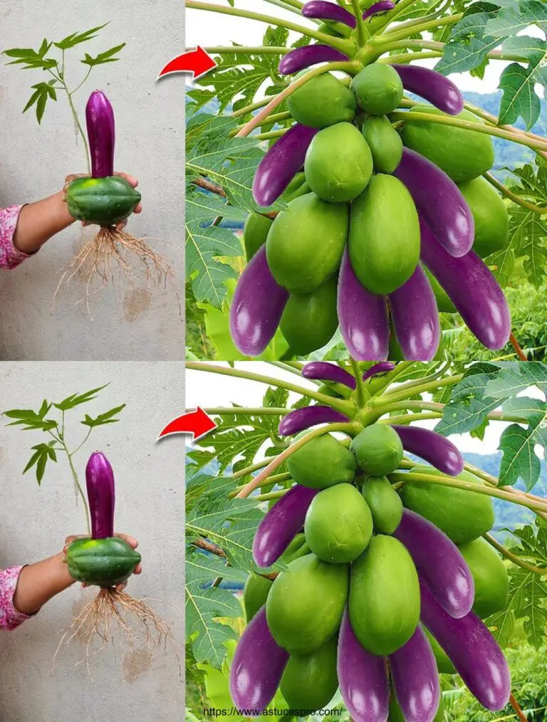 Come diffondere un albero di papaya a radici miracolose, oltre all’immaginazione