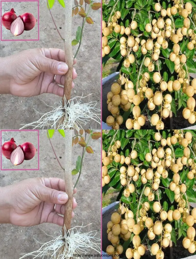 Tecnica unica di diffusione del longano con bulbi di aglio per il consumo di frutta tutto l’anno