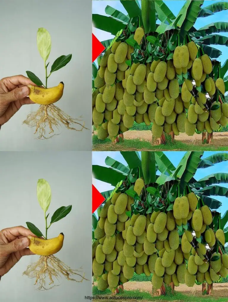 Raising super fruits: l’arte dell’attraversamento di jacquier e banana è riuscita al 100%