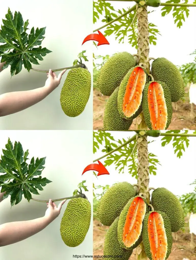 Aumentare i superfrutti attraversando la jacquier e la papaya: un successo del 100% per tutti!