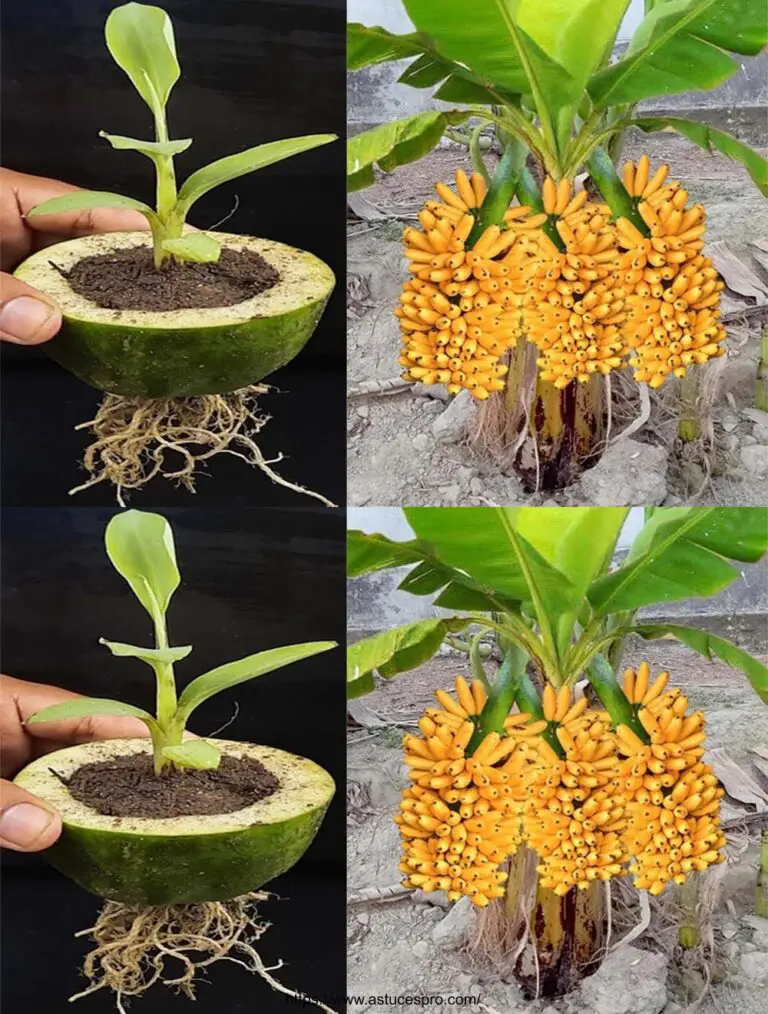 Crescere un albero di banane in rapida crescita stimolando la papaya