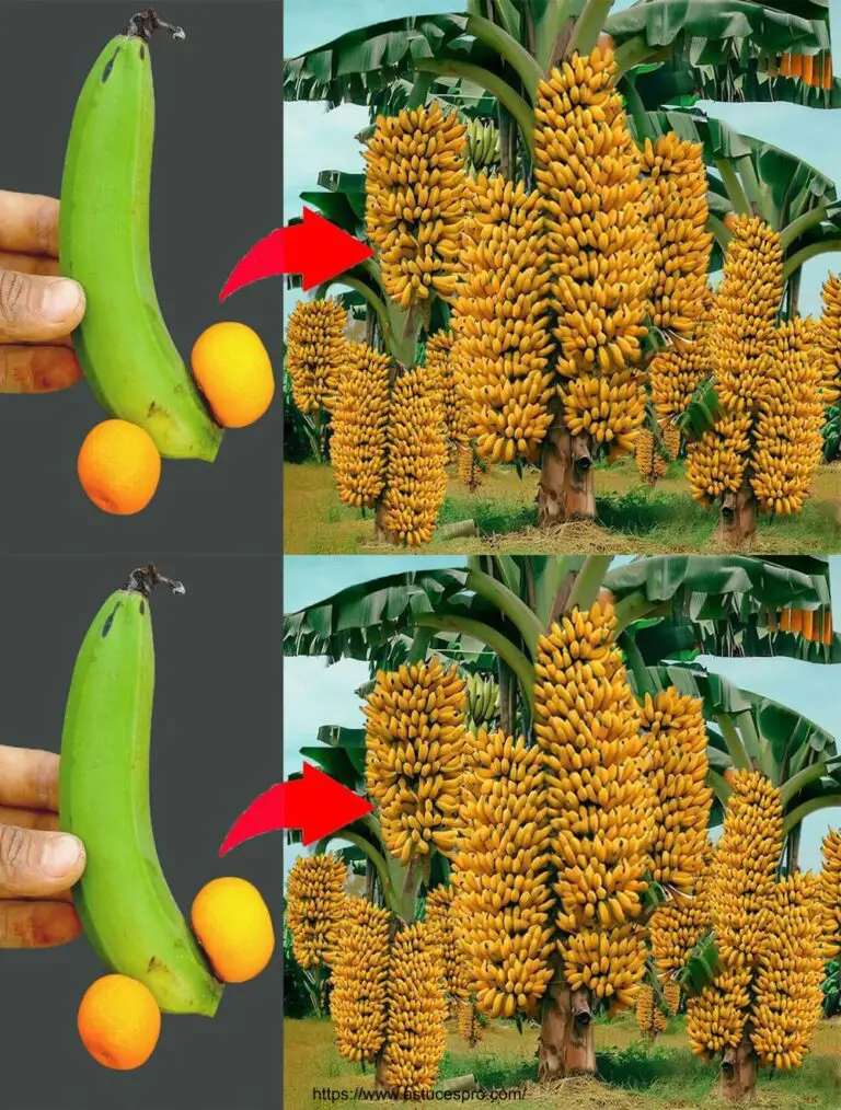 Nuova tecnica per coltivare alberi di banana e ottenere più frutta in tempo record