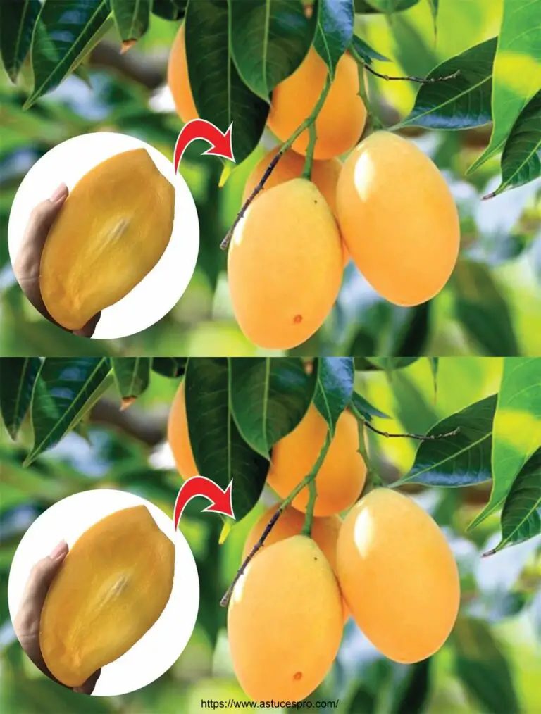 Un metodo incredibile per diffondere rapidamente alberi di mango.