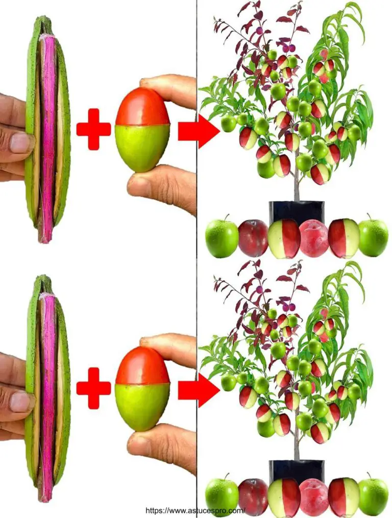 La tecnica dei trapianti di alberi da frutto produce frutti unici e belli di due colori con un tasso di successo del 100%.