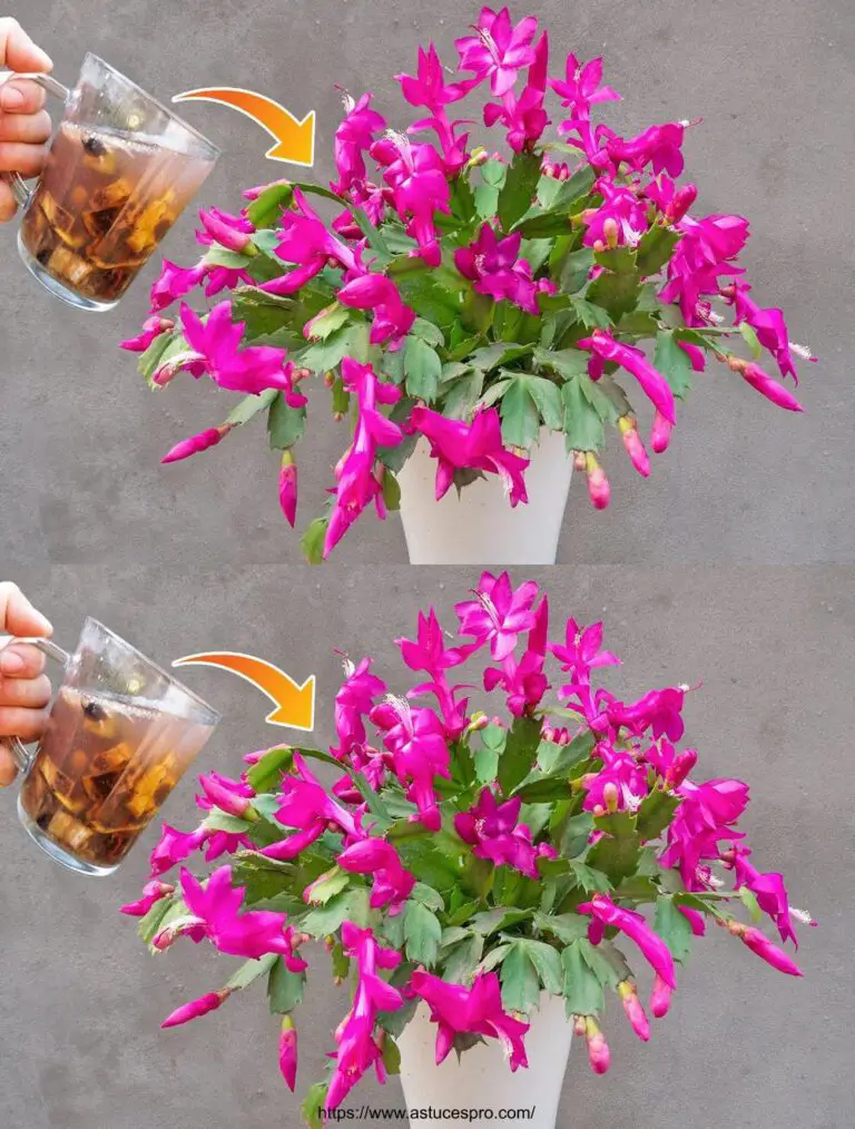 Metodo di propagazione del cactus di Natale dalle foglie Fiori in abbondanza con questo fertilizzante