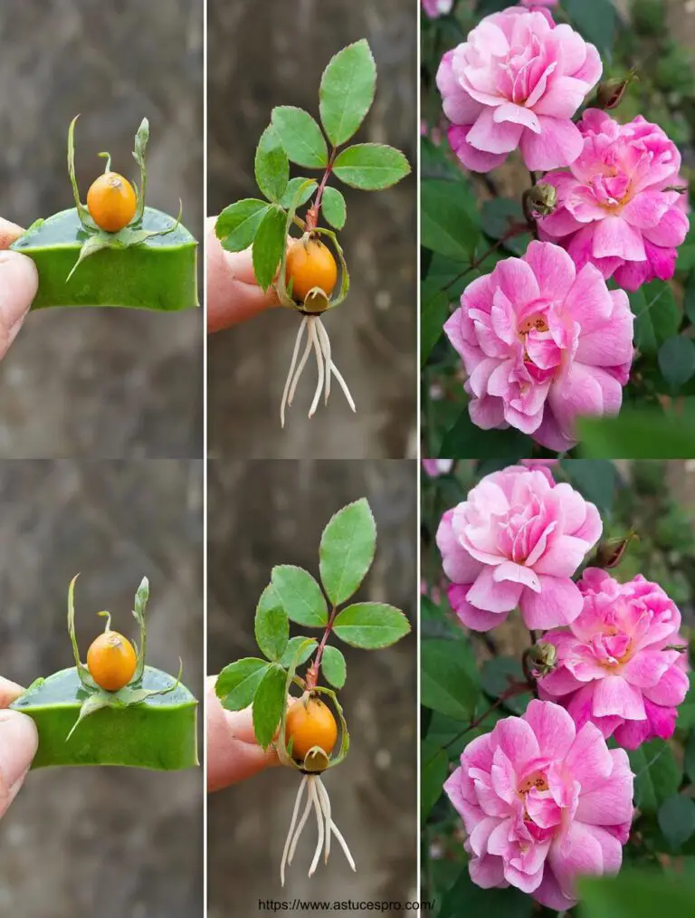 Il metodo segreto per coltivare rose rosse dai tagli con l’aloe vera che il mondo intero ignora