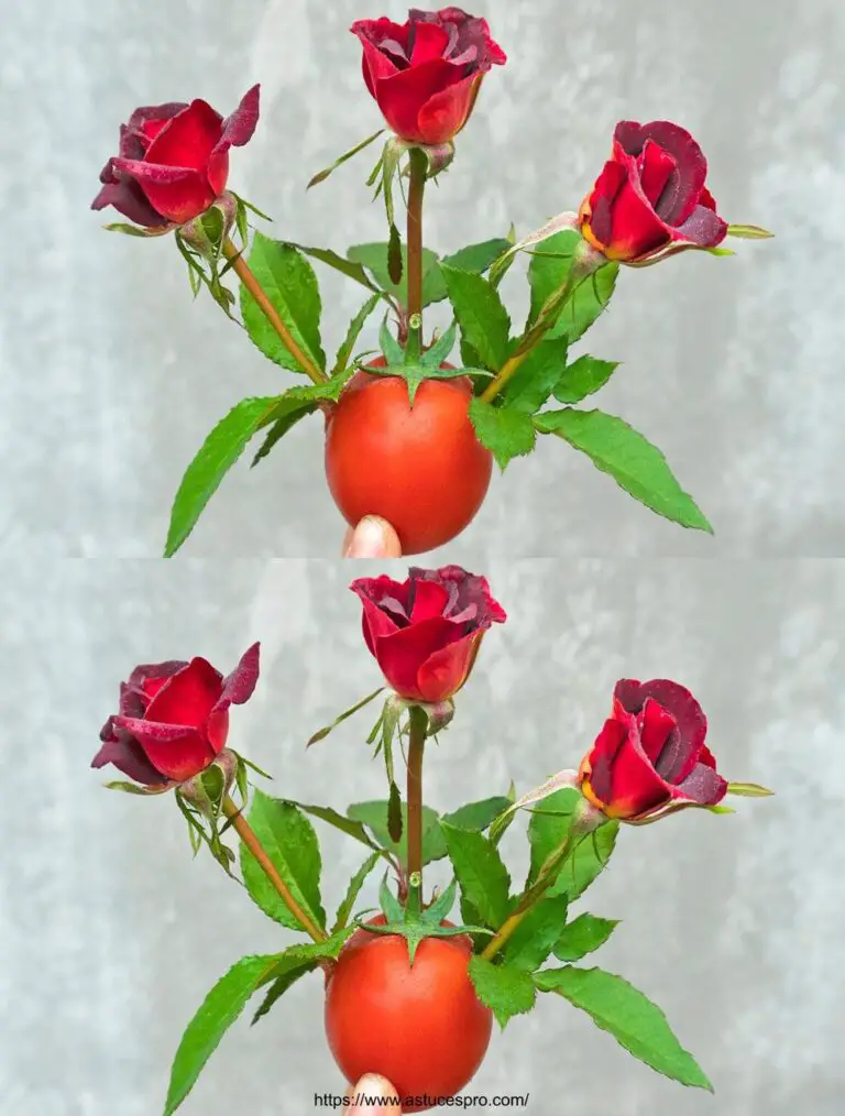 Metodo facile ed efficace per diffondere le rose con i pomodori