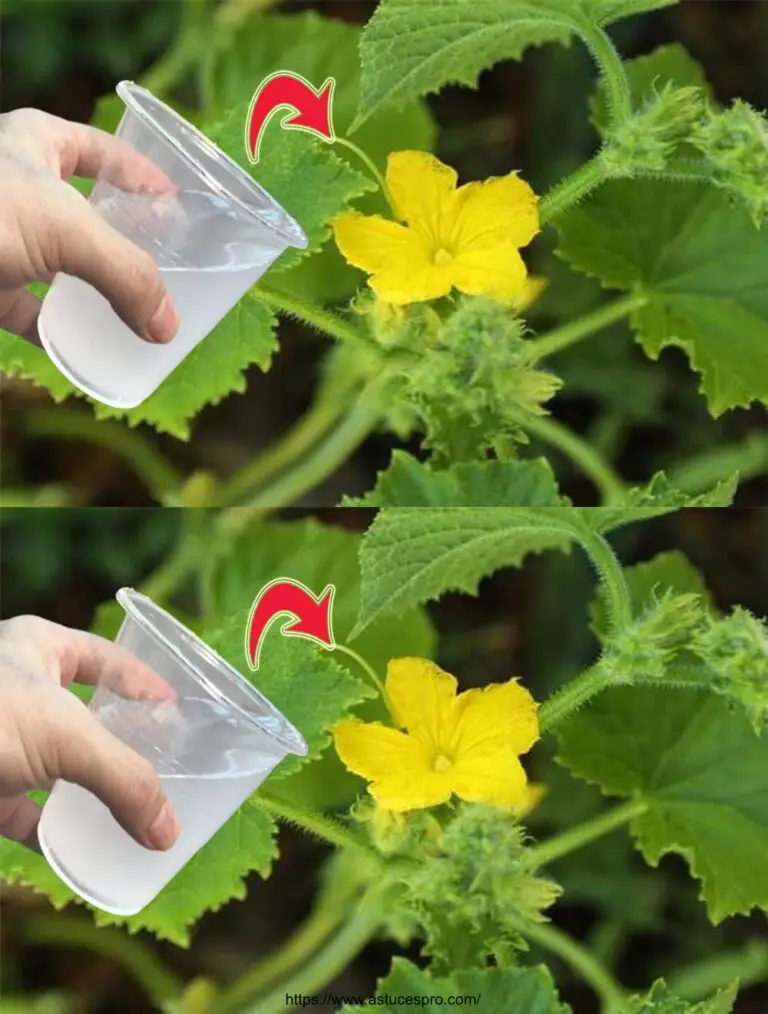 Un bicchiere e il vostro giardino diventerà esplosivo