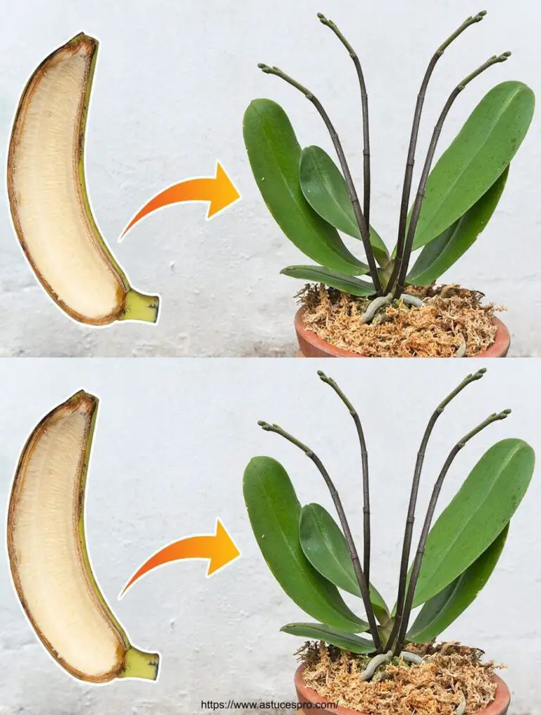 Fatelo con le vostre orchidee: radici e spari crescono come pazzi, solo con una banana.