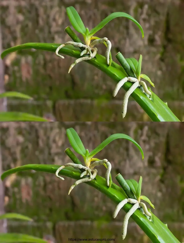 Poche persone sanno che le orchidee possono diffondersi molto rapidamente in questo modo.